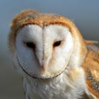 barn owl